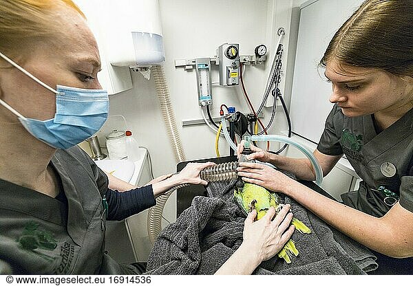 Stockholm  Schweden Ein grüner Papagei wird von zwei Tierärzten in einer Tierarztpraxis untersucht.