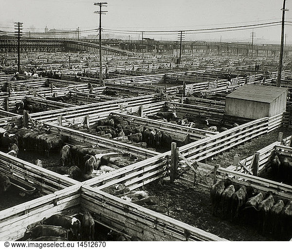 Stockyards  Chicago  Illinois  USA  1944
