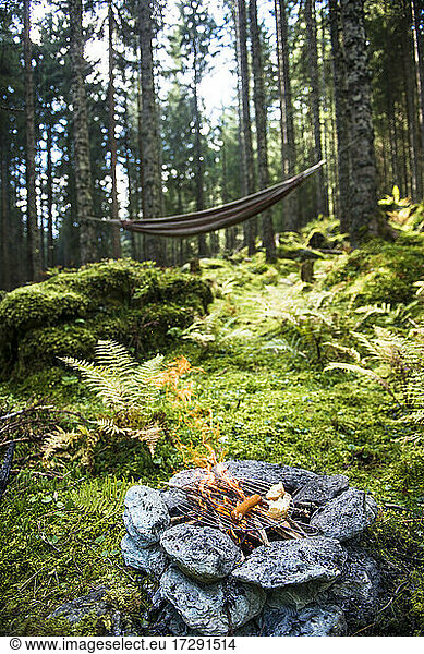 Stone campfire burning in forest