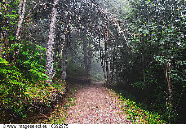 stone path surrounded by tall trees in the forests of Galicia