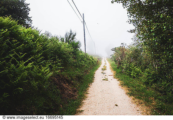 stone path surrounded by tall trees in the forests of Galicia with fog
