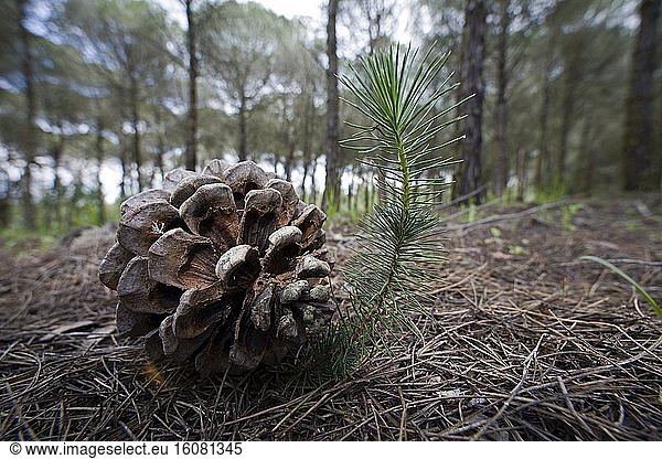Stone pine  Pinus pinea. Cone with seeds and Young tree. Portugal