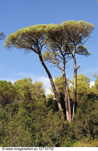 Stone pine (Pinus pinea) is a coniferous tree native to Southern Europe. Its pine nuts are edible. Is a singular tree named Pi de les quatre besses del Dalmau. This photo was taken in Sant Llorens del Munt i Obac Natural Park  Barcelona province  Catalonia  Spain.