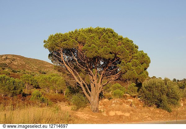 Stone pine (Pinus pinea) is a coniferous tree native to Southern Europe. Its pine nuts are edible. This photo was taken in Cap Creus Natural Park  Girona province  Catalonia  Spain.