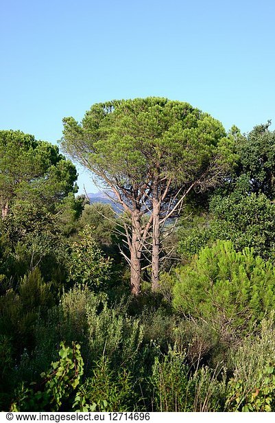 Stone pine (Pinus pinea) is a coniferous tree native to Southern Europe. Its pine nuts are edible. This photo was taken in Sierra de la Albera Natural Reserve  Girona province  Catalonia  Spain.