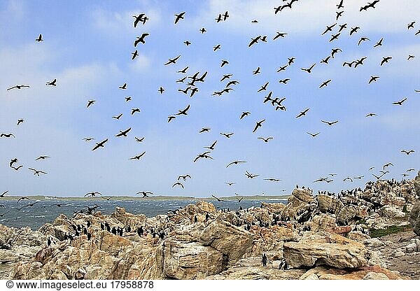 Stony Point Nature Reserve  Vogelkolonie  Betty's Bay  Stony Point  Westkap  Südafrika