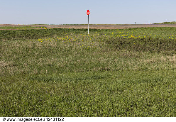 Stop sign along rural road and farm  near Cadillac  Saskatchewan  Canada.