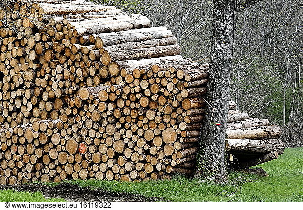Storage of fir wood bordering forest in Bondeval  Doubs  France