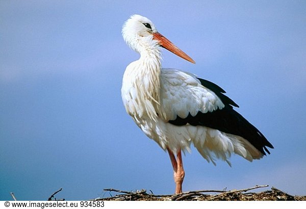 Storch (Ciconia Ciconia)