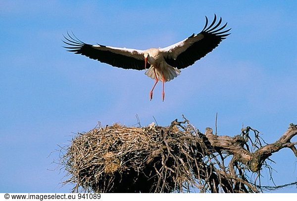 Storch (Ciconia Ciconia) am Nest. Extremadura. Spanien