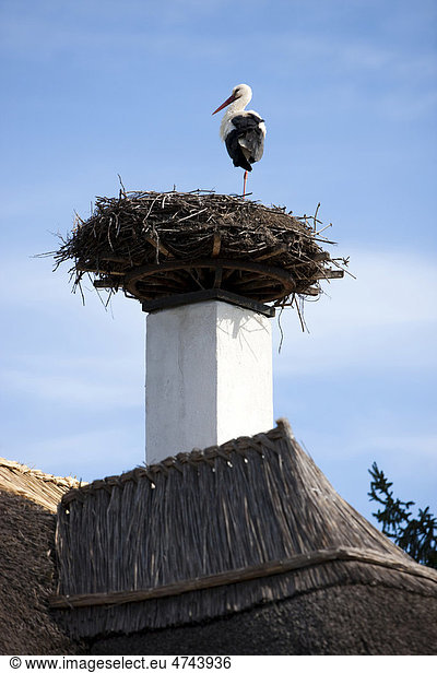 Storch (Ciconia ciconia) brütet auf Kamin von schilfgedecktem Dach  Nationalpark Neusiedler See  Seewinkel  Burgenland  Österreich  Europa