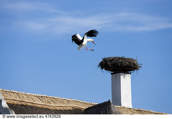 Storch (Ciconia ciconia) fliegt auf sein Nest auf Kamin von schilfgedecktem Dach  Nationalpark Neusiedler See  Seewinkel  Burgenland  Österreich  Europa