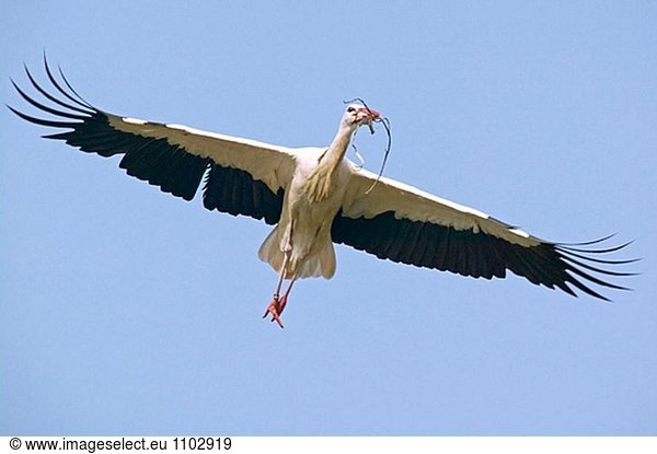 Storch (Ciconia Ciconia) im Flug. Spanien
