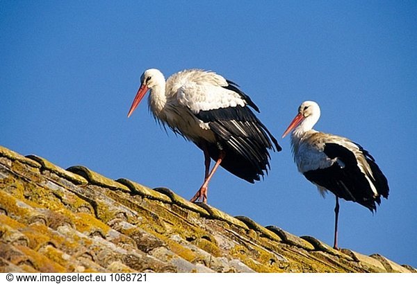Storch (Ciconia Ciconia)  paar über ein auf dem Hausdach. Spanien