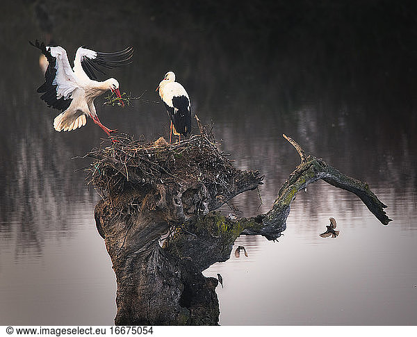 Storch erreicht das Nest auf einem Baum