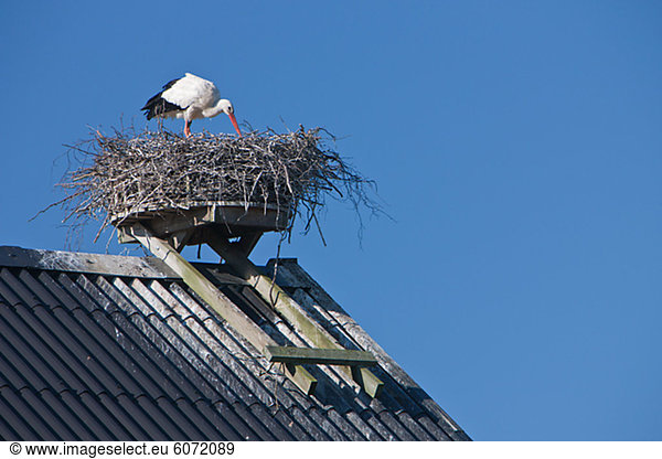 Storch im nest