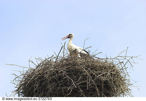 Storch im Storchennest - Slowenien