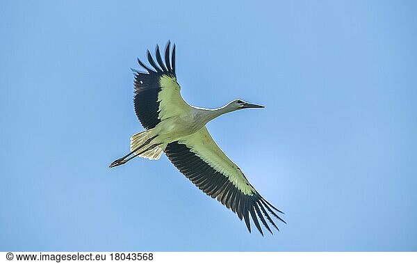 Storch  Neißeaue  Sachsen  Deutschland  Europa