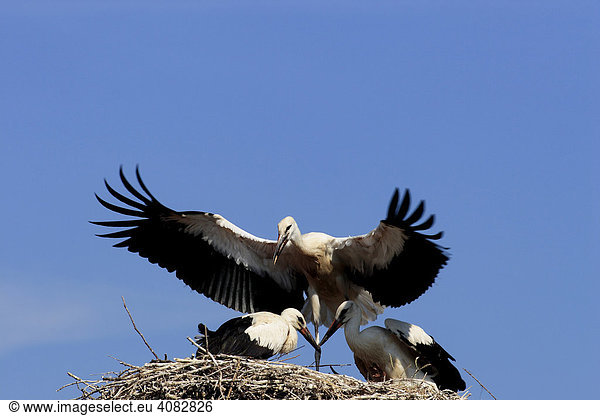 Storch Weißstorch (Ciconia ciconia)