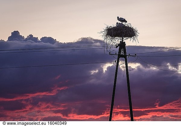 Storchennest auf einem Feld in der Woiwodschaft Mazowieckie in Polen.