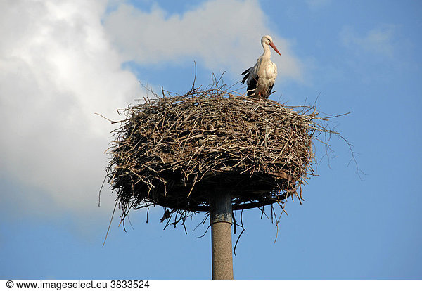 Storchennest mit Weißstorch