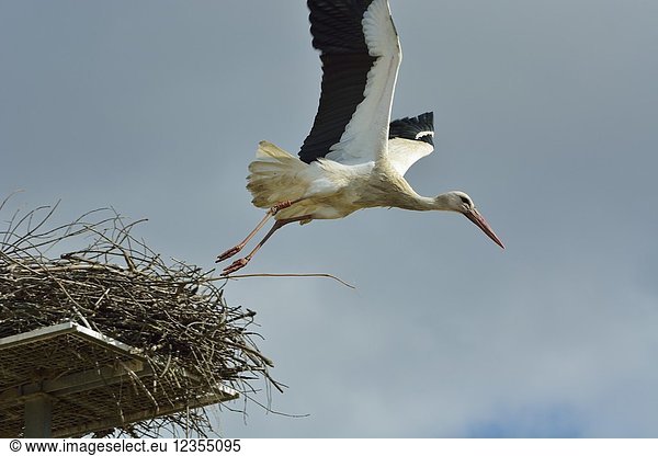 Stork (Ciconia ciconia) flying at the Sado Estuary Nature Reserve. Portugal.