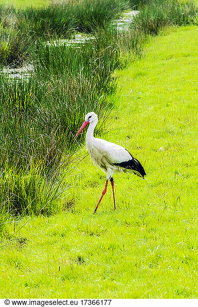 Stork standing on grassy streambank