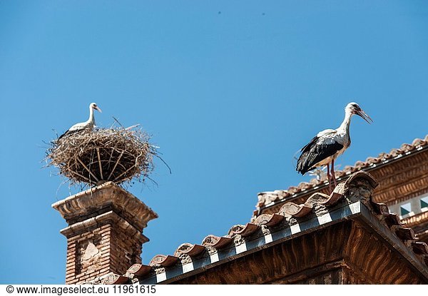 Storks in Alfaro cathedral,  La Rioja,  Spain