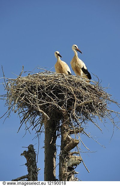 Storks in Aljezur,  Algarve. Portugal.