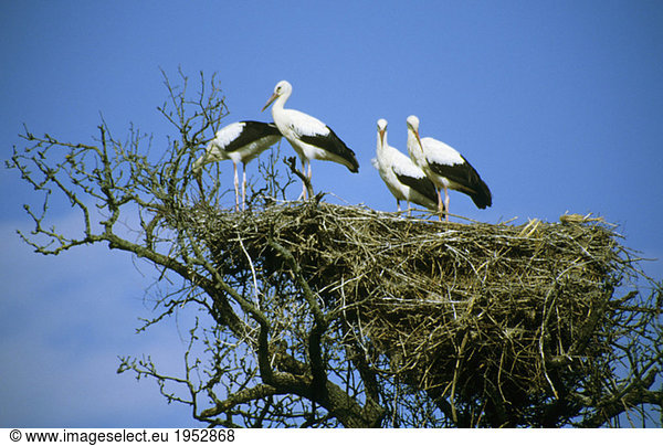 Storks in nest
