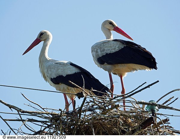 Storks in nest. Poland