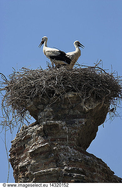 Storks nesting on top of the ruins of the roman aqueduct  Selcuk  Kusadasi  Turkey  Europe