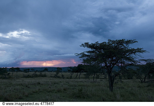 Storm  Masai Mara National Reserve  Kenya  Africa