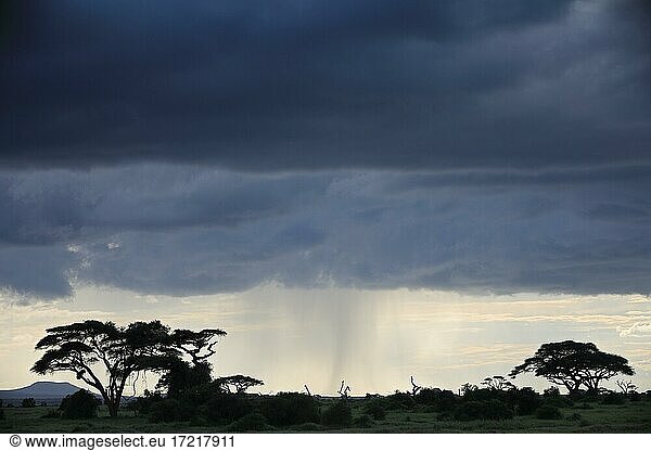 Stormy atmosphere  rain  clouds  acacias  savannah  Amboseli National Park  Kenya  Africa