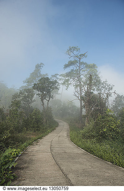 Straße an Bäumen vorbei gegen klaren Himmel bei Nebelwetter