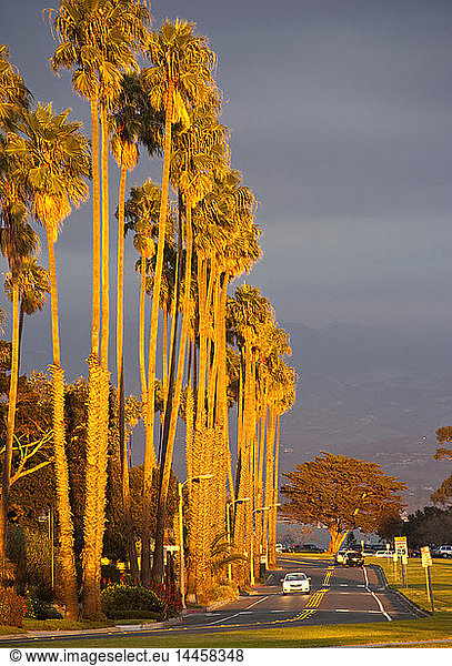 Straße bei Sonnenuntergang mit Palmen
