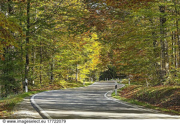 Straße durch herbstlicher Wald  Oberbayern  Bayern  Deutschland  Oberbayern  Bayern  Deutschland  Europa