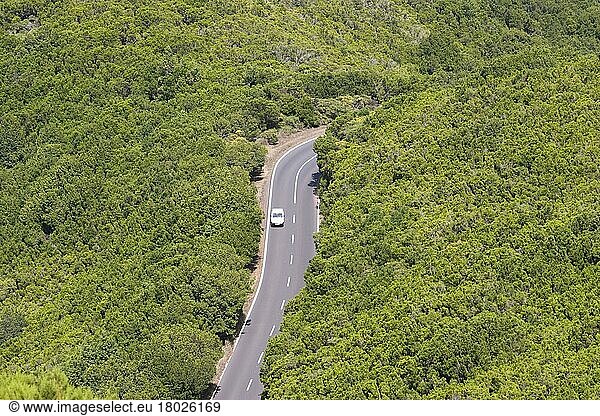 Straße durch 'Laurisilva' feuchten subtropischen Lorbeerwald-Habitat  Garajonay N. P. La Gomera  Kanarische Inseln