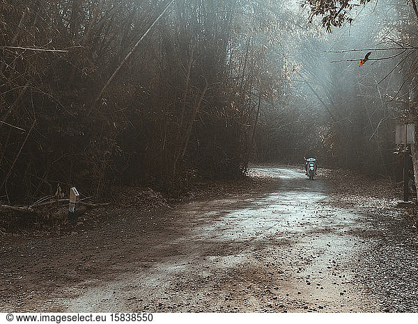 Straße im Bambuswald