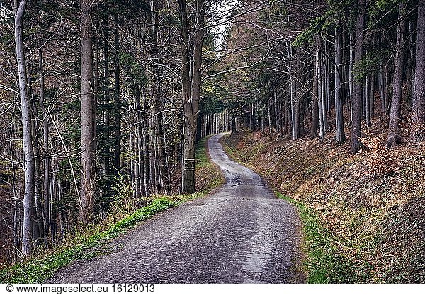 Straße im Wald zum Cab Mountain in der Nähe der Stadt Vsetin in den Beskiden  Region Mährische Walachei  Tschechische Republik.