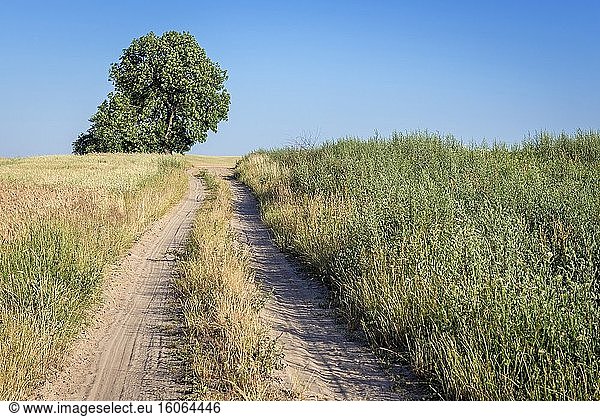 Straße zwischen Feldern im Kreis Walcz in der Region Westpommern in Polen.