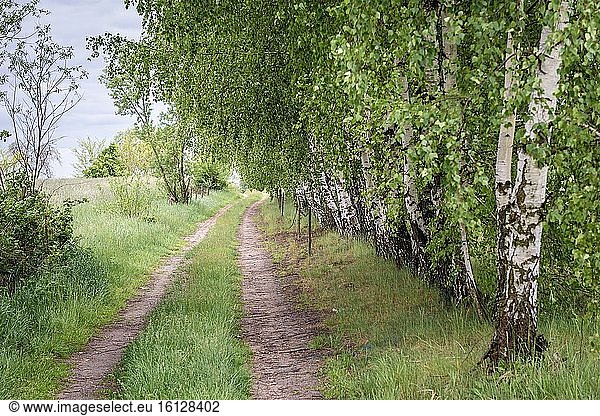 Straße zwischen Feldern im Kreis Wegrow  Woiwodschaft Masowien in Ostmittelpolen.