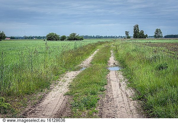 Straße zwischen Feldern im Kreis Wegrow  Woiwodschaft Masowien in Ostmittelpolen.