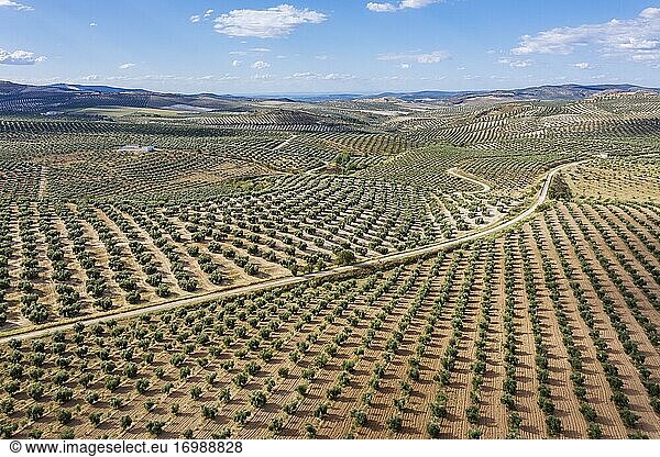 Straße zwischen Olivenbäumen (Olea europaea)  Drohnenaufnahme  Provinz Córdoba  Andalusien  Spanien  Europa