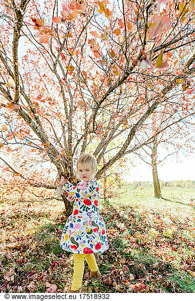Straight on portrait of a toddler in front of a maple tree