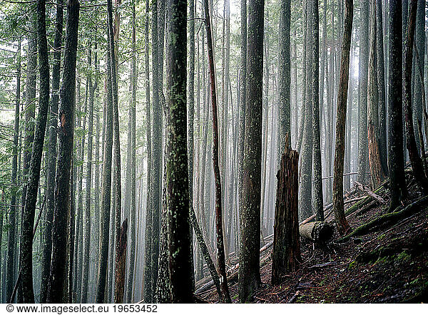 Straight trees on a misty morning on a mountain in a lush forest.