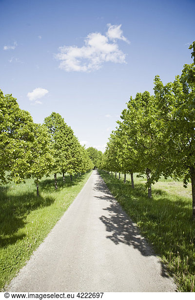 Straight way among trees