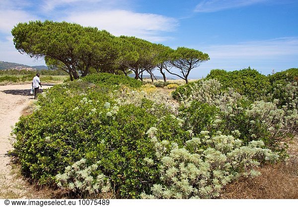 Strand Baum Weg Pflanze Hintergrund Sand Kiefer Pinus sylvestris Kiefern Föhren Pinie schrubben Italien Sardinien