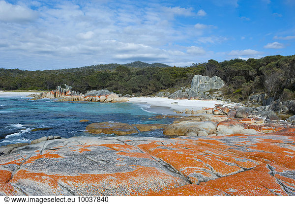 Strand  Bay of Fire  Tasmanien  Australien  Ozeanien