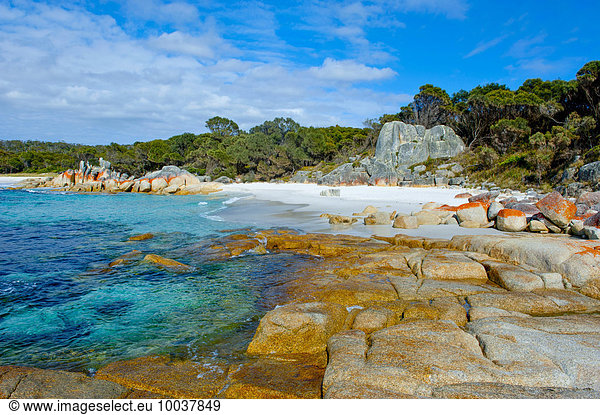 Strand  Bay of Fire  Tasmanien  Australien  Ozeanien